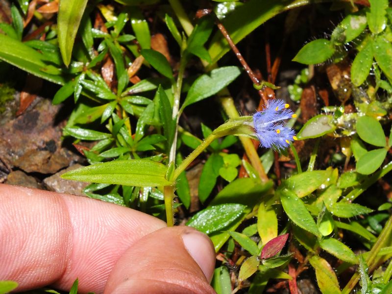 Cyanotis vaga – eFlora of India